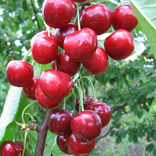 Черешня Ревна